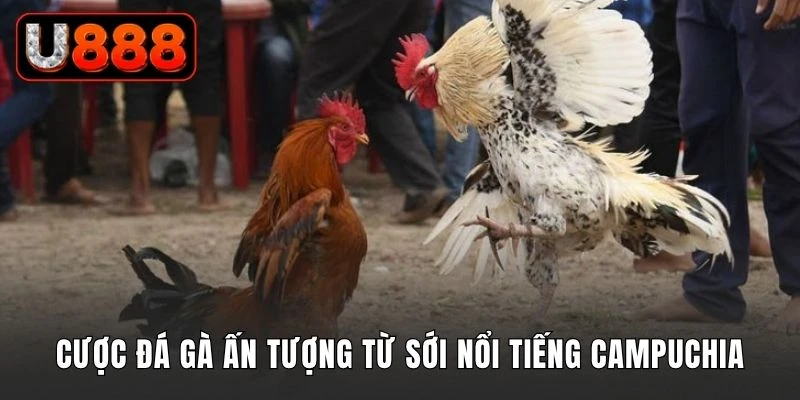 Cược đá gà ấn tượng từ sới nổi tiếng Campuchia